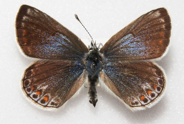 Polyommatus icarus (Common blue aberration british 3) Internet Image property of respective owner, non-commercial use only
